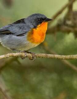 火喉森莺 / Flame-throated Warbler / Oreothlypis gutturalis