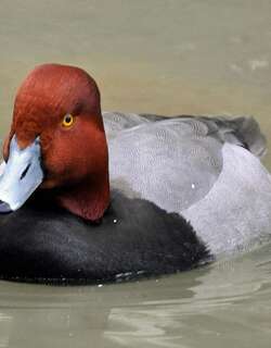 美洲潜鸭 / Redhead / Aythya americana