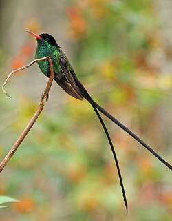 红嘴长尾蜂鸟 / Red-billed Streamertail / Trochilus polytmus
