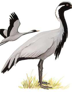 蓑羽鹤 / Demoiselle Crane / Grus virgo