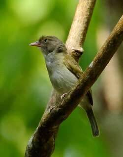 灰胸绿莺雀 / Grey-chested Greenlet / Hylophilus semicinereus