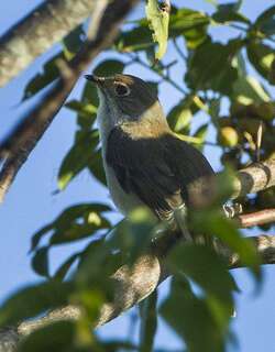 古巴孤鸫 / Cuban Solitaire / Myadestes elisabeth