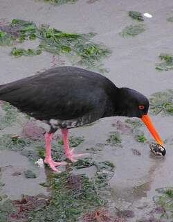 新西兰蛎鹬 / Variable Oystercatcher / Haematopus unicolor
