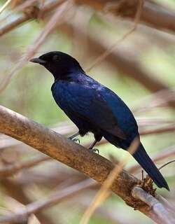 紫喉鹃鵙 / Purple-throated Cuckooshrike / Campephaga quiscalina