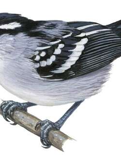 意测蚁鹩 / Predicted Antwren / Herpsilochmus praedictus
