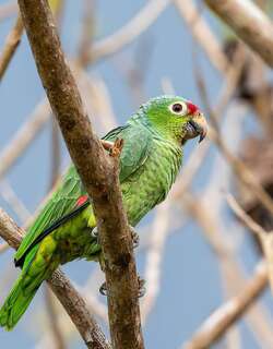 红眼鹦哥 / Red-lored Amazon / Amazona autumnalis