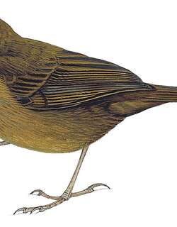 喀麦隆短翅莺 / Evergreen Forest Warbler / Bradypterus lopezi