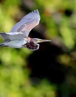 三色鹭 / Tricolored Heron / Egretta tricolor