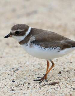 半蹼鸻 / Semipalmated Plover / Charadrius semipalmatus