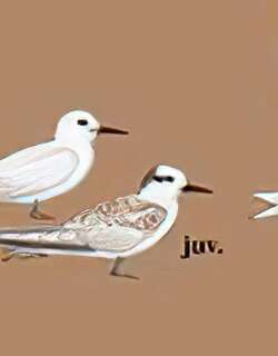 白玄鸥 / White Tern