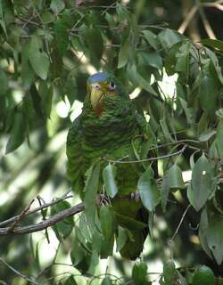 黄眼先鹦哥 / Yucatan Amazon / Amazona xantholora