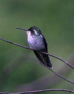 绿胸宝石蜂鸟 / Green-breasted Mountaingem / Lampornis sybillae