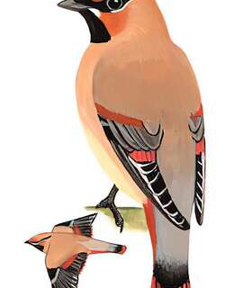 小太平鸟 / Japanese Waxwing / Bombycilla japonica