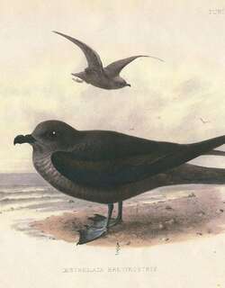 短嘴圆尾鹱 / Kerguelen Petrel / Aphrodroma brevirostris