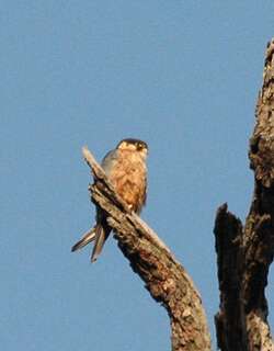 非洲隼 / African Hobby / Falco cuvierii