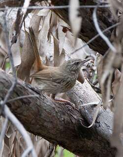 栗尾地刺莺 / Chestnut-rumped Heathwren / Hylacola pyrrhopygia