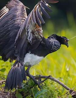 角叫鸭 / Horned Screamer / Anhima cornuta