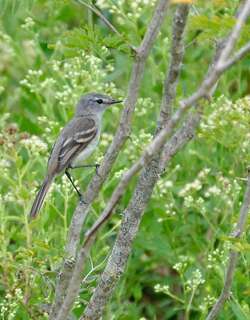 灰冠姬霸鹟 / Straneck’s Tyrannulet / Serpophaga griseicapilla