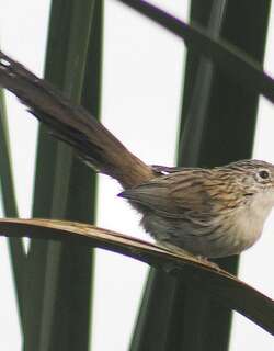 长尾山鹪莺 / Rufous-vented Grass Babbler / Laticilla burnesii