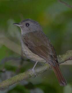 山氏仙鹟 / Matinan Blue Flycatcher / Cyornis sanfordi