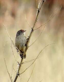 刺莺 / Spinifexbird / Poodytes carteri