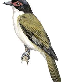 白腹裸眼鹂 / Wetar Figbird / Sphecotheres hypoleucus