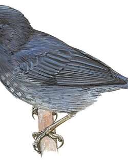 鳞斑刺花鸟 / Scaled Flowerpiercer / Diglossa duidae