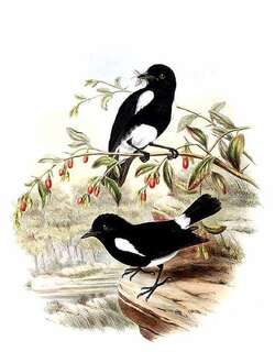 白腰薮鹟 / White-rumped Robin / Peneothello bimaculata