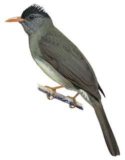 科摩罗短脚鹎 / Grand Comoro Bulbul / Hypsipetes parvirostris