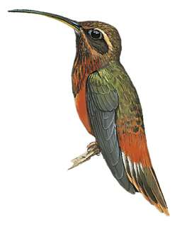 塔河隐蜂鸟 / Tapajos Hermit / Phaethornis aethopygus