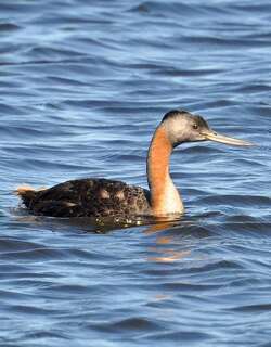 大䴙䴘 / Great Grebe / Podiceps major