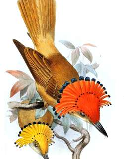 西皇霸鹟 / Pacific Royal Flycatcher / Onychorhynchus occidentalis
