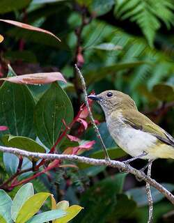 绿背啸鹟 / Green-backed Whistler / Pachycephala albiventris