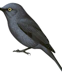 黄眼黑鹟 / Yellow-eyed Black Flycatcher / Melaenornis ardesiacus