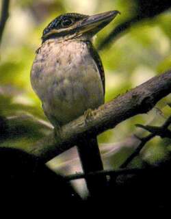 钩嘴翠鸟 / Hook-billed Kingfisher / Melidora macrorrhina