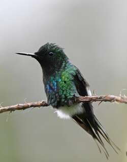 绿刺尾蜂鸟 / Green Thorntail / Discosura conversii