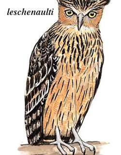 褐渔鸮 / Brown Fish Owl / Ketupa zeylonensis
