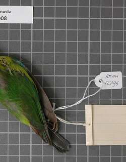 蓝脸叶鹎 / Blue-masked Leafbird / Chloropsis venusta