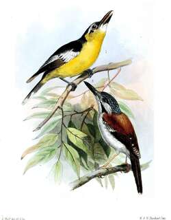 华氏鹩莺 / Wallace’s Fairywren / Sipodotus wallacii