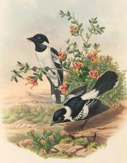 白领王鹟 / White-collared Monarch / Symposiachrus vidua