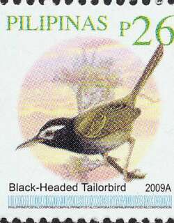 黑头缝叶莺 / Black-headed Tailorbird / Orthotomus nigriceps