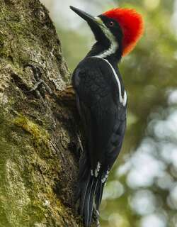 强健啄木鸟 / Powerful Woodpecker / Campephilus pollens