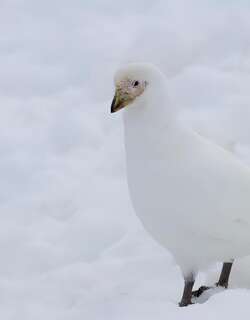 白鞘嘴鸥 / Snowy Sheathbill / Chionis albus