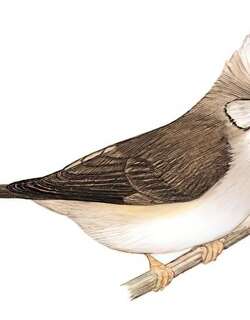 褐头凤鹛 / Taiwan Yuhina / Yuhina brunneiceps