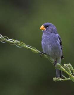特罗佩柔食籽雀 / Tropeiro Seedeater / Sporophila beltoni