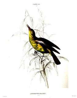 红领太阳鸟 / Fraser’s Sunbird / Deleornis fraseri