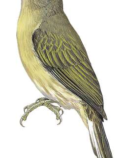 中非响蜜䴕 / Zenker’s Honeyguide / Melignomon zenkeri