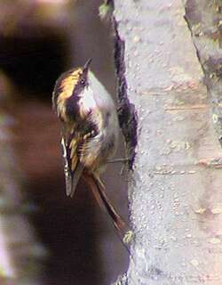 棘尾雷雀 / Thorn-tailed Rayadito / Aphrastura spinicauda