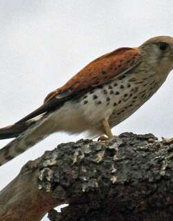 马岛隼 / Malagasy Kestrel / Falco newtoni