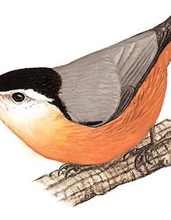 白脸䴓 / Przevalski’s Nuthatch / Sitta przewalskii